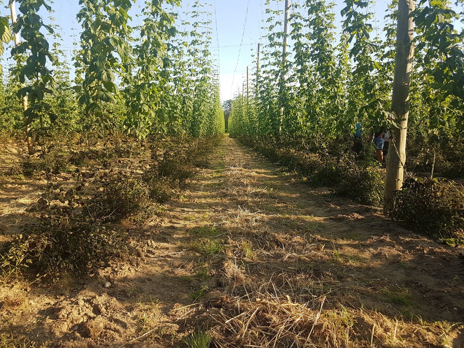 Vorführung im Hopfen